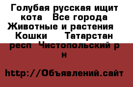 Голубая русская ищит кота - Все города Животные и растения » Кошки   . Татарстан респ.,Чистопольский р-н